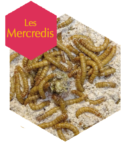 Vers de farine pour atelier sur insectes comestibles