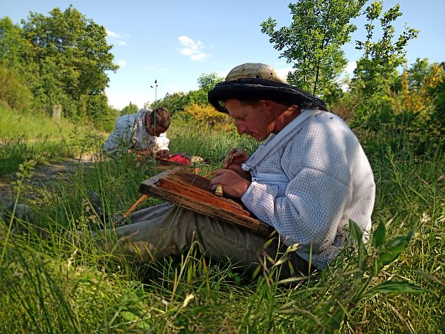 Greffe des reines d'abeilles